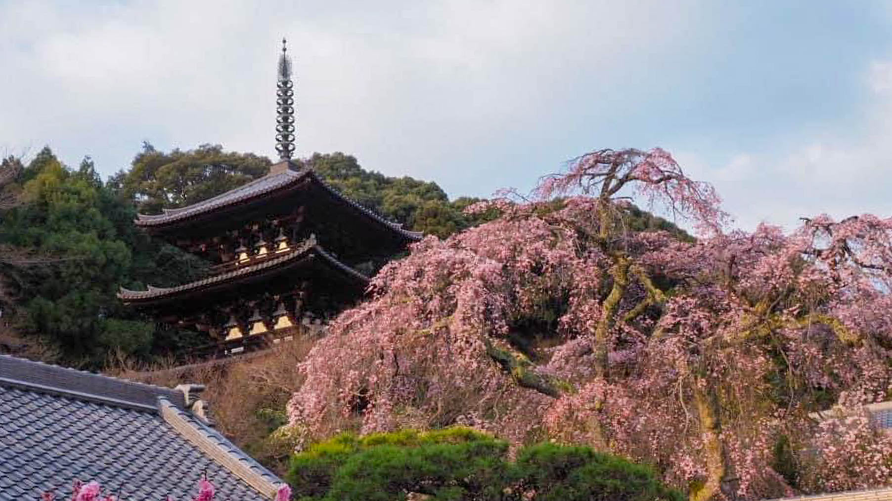 當麻寺 護念院の境内 6